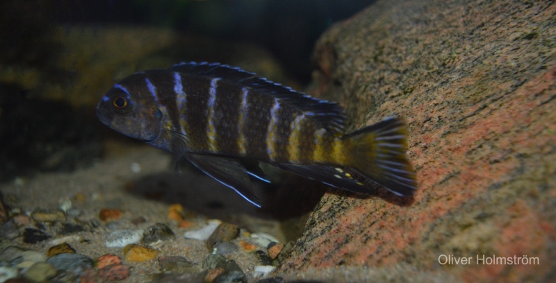 Maylandia sp. 'elongatus goldbar' Same Bay